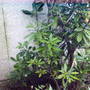 rhododendron.jpg