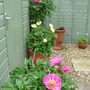 3 Paeonies
