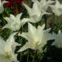 white tulip elegant lady