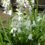 white bells