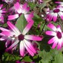 magenta (sunsenereba pericillis hybrids)