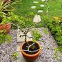Robinia 'Lace Lady' (Zig Zag Tree) (Robinia 'Lace Lady')