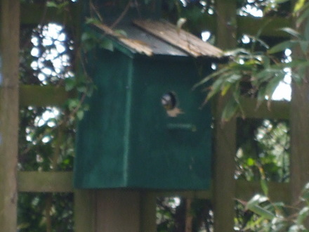 nesting bluetits