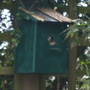 nesting bluetits
