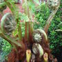 Tree_fern