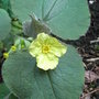 Saruma henryi (Saruma henryi)