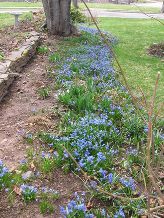 scilla (Scilla siberica (Siberian squill))