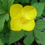 Hylomecon japonicum (Hylomecon japonicum)