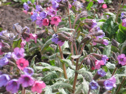 pulmonaria (Pulmonaria angustifolia (Blue Cowslip))