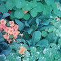 nasturtiums. (Nasturtium officinale )