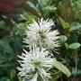 Fothergilla gardenii 'Blue Mist' (Fothergilla gardenii 'Blue Mist')