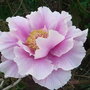 Tree paeony 1 (Tree paeony)