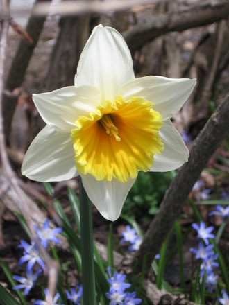 narcissus