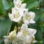 Weigela 'Bristol Snowflake' (Weigela 'Bristol Snowflake')