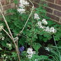 Syringa x persica (Syringa x persica)