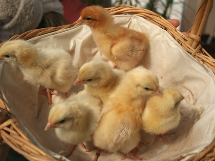 Something Completely non gardening - 4 day old Chicks