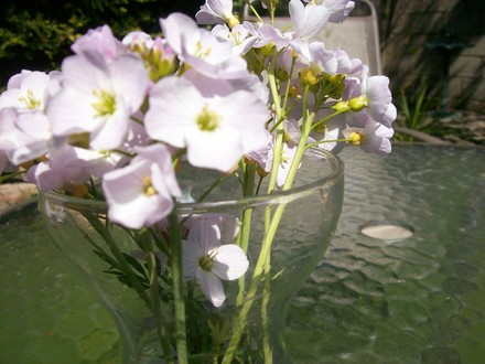 wildflowers