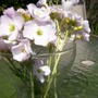 4th_may_2008_010