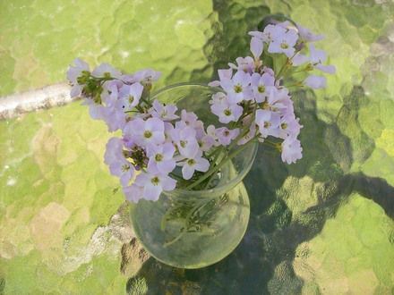 wildflowers