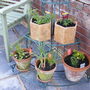 Herb planters