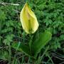 A garden flower photo