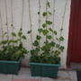 morning Glory 