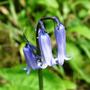 bluebells