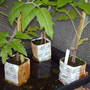 new way to grow toms