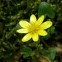 A garden flower photo