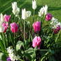 Blue_tub_flowers
