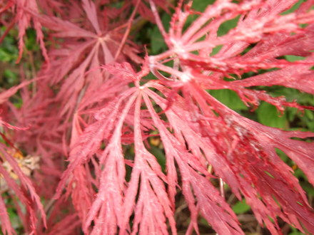 New leaves on the Acer dissectum (Acer palmatum )