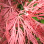 Acer_new_leaves
