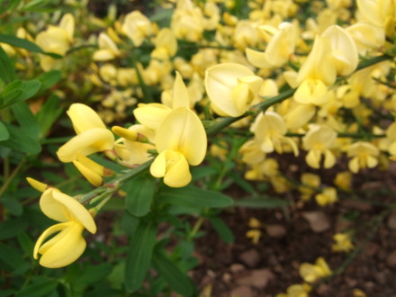 Cytisus x praecox 'Allgold' (Cytisus x praecox 'Allgold')