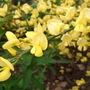 Cytisus_x_praecox__allgold_