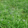 Blue Bells