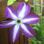 CLEMATIS VENOSA VIOLACEA