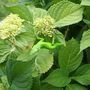 HYDRANGEA --HORTENSIA