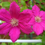 CLEMATIS--ERNEST MARKHAM