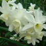 Narcissus Chimes - May 2008