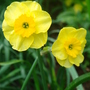 Narcissus - May 2008