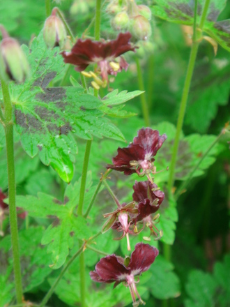 Geranium phaeum - Mourning Widow - May 2008 (Geranium phaeum (Mourning widow))