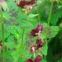 Geranium phaeum - Mourning Widow - May 2008 (Geranium phaeum (Mourning widow))