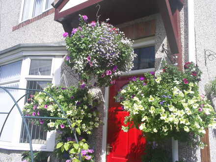 lucys hanging baskets