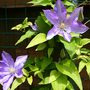 CLEMATIS--PROTEUS