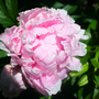 PEONY--SARAH BERNHARDT