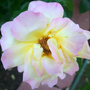 ROSE- PEACE