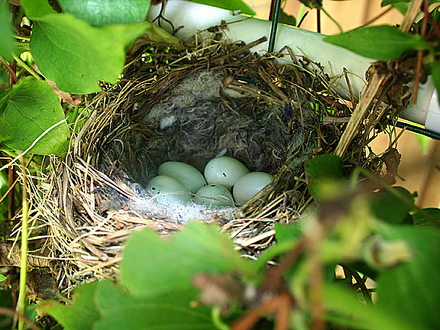 mama bird