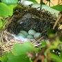 mama bird