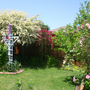 Shade garden