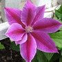 DR.RUPPELL CLEMATIS